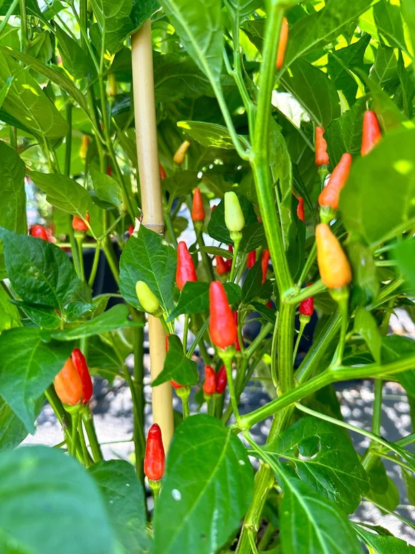Hawaiian Kona Pepper Seeds - Heirloom Variety - Grow Your Own