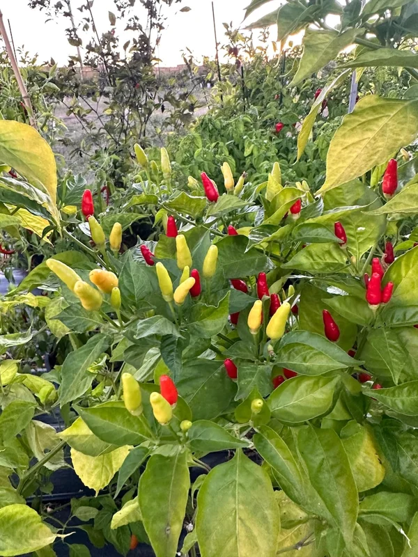 Hawaiian Kona Pepper Seeds - Heirloom Variety - Grow Your Own