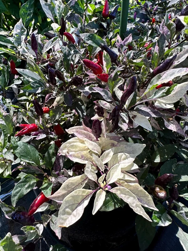 Jamaican Scarlet Pepper Seeds - Hot Pepper Seeds - Ornamental Variety