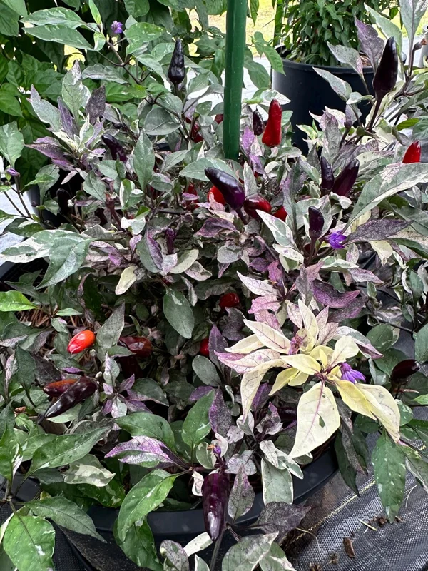 Jamaican Scarlet Pepper Seeds - Hot Pepper Seeds - Ornamental Variety