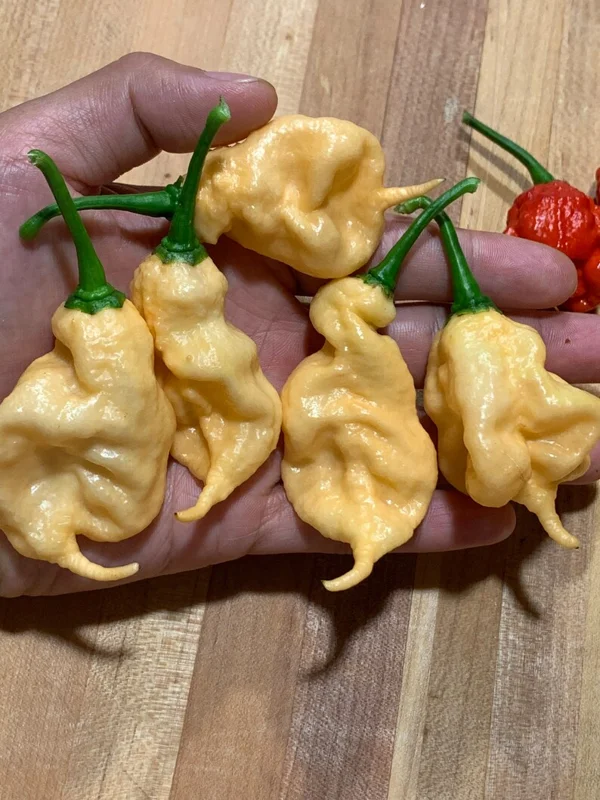 Jays Peach Ghost Scorpion Pepper Seeds - Super Hot Variety