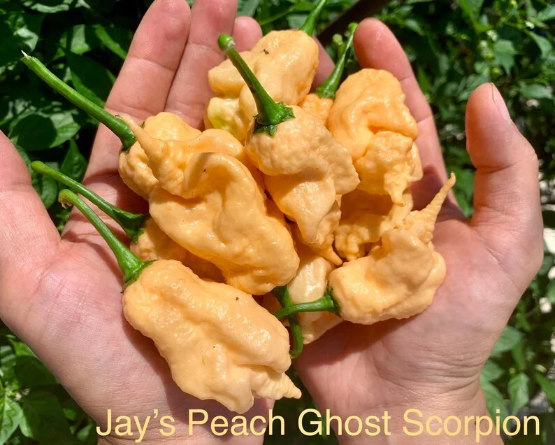 Jays Peach Ghost Scorpion Pepper Seeds - Super Hot Variety