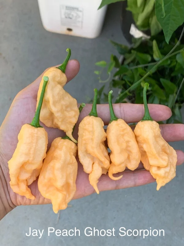 Jays Peach Ghost Scorpion Pepper Seeds - Super Hot Variety