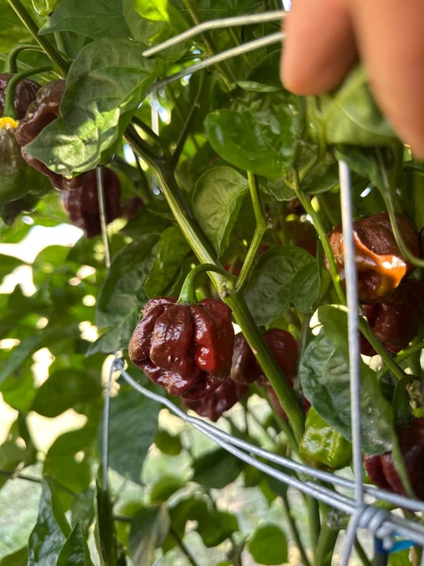 KS Chocolate Texas Crimson Bonnet Pepper Seeds - Heirloom Variety