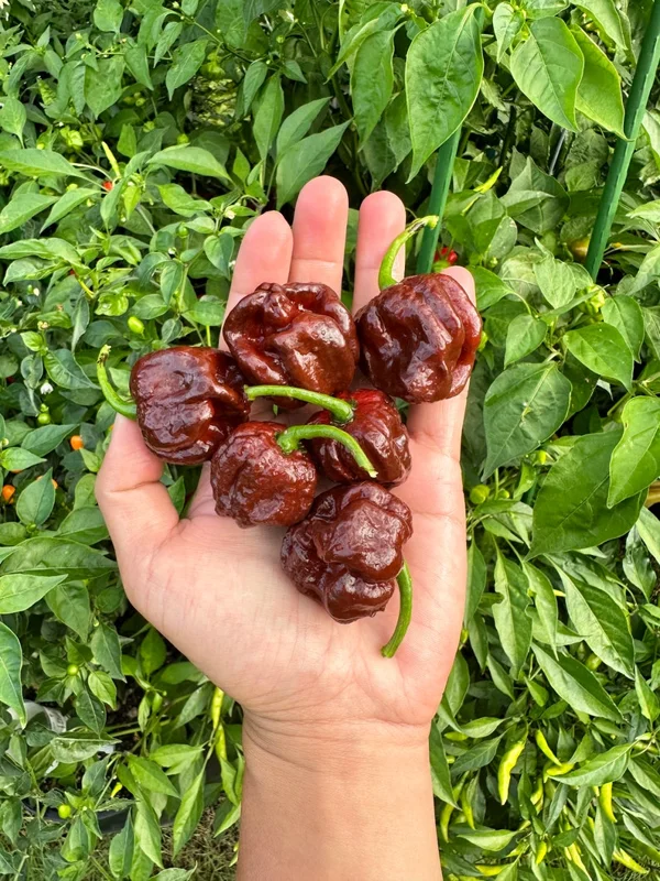 KS Chocolate Texas Crimson Bonnet Pepper Seeds - Heirloom Variety