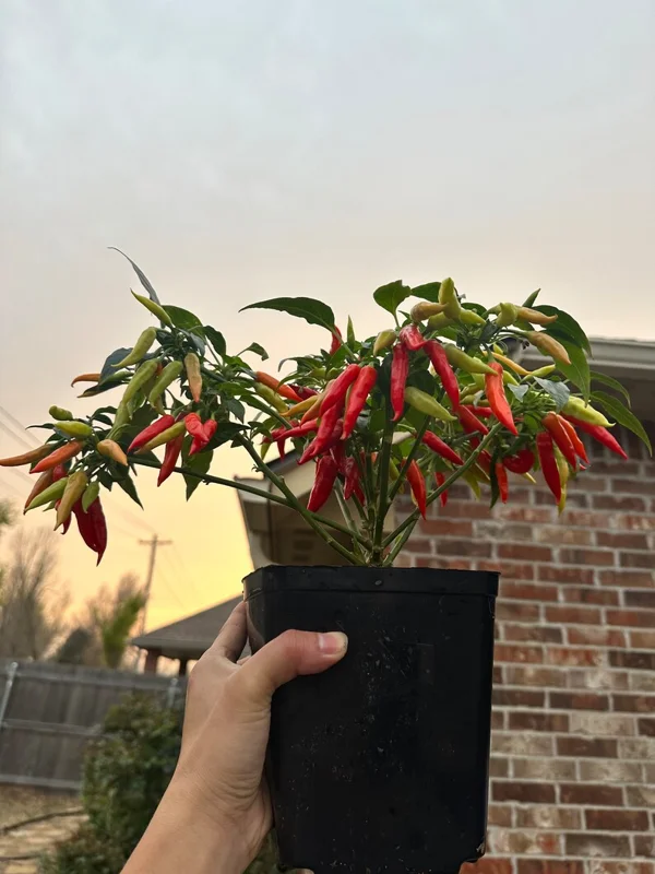 KS Starrling Pepper Seeds - Thai Flavor, Open Pollinated Vegetable Seeds