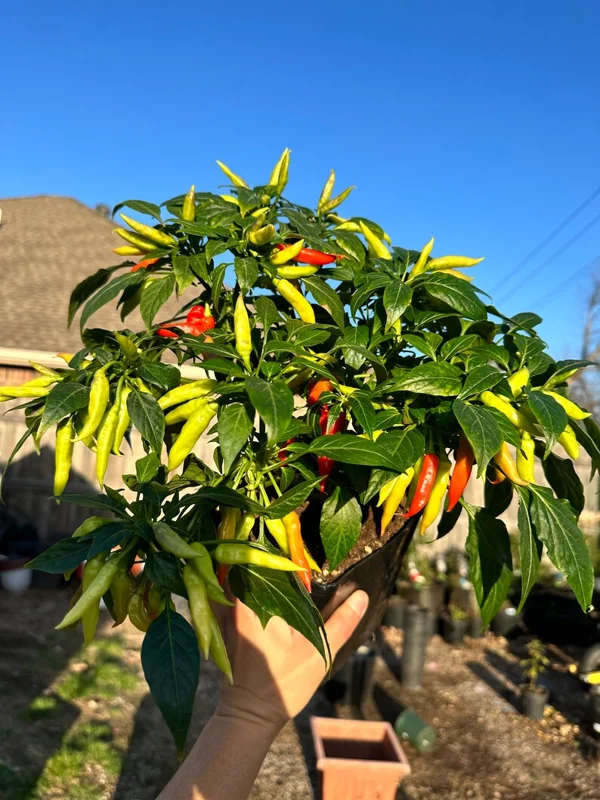 KS Starrling Pepper Seeds - Thai Flavor, Open Pollinated Vegetable Seeds