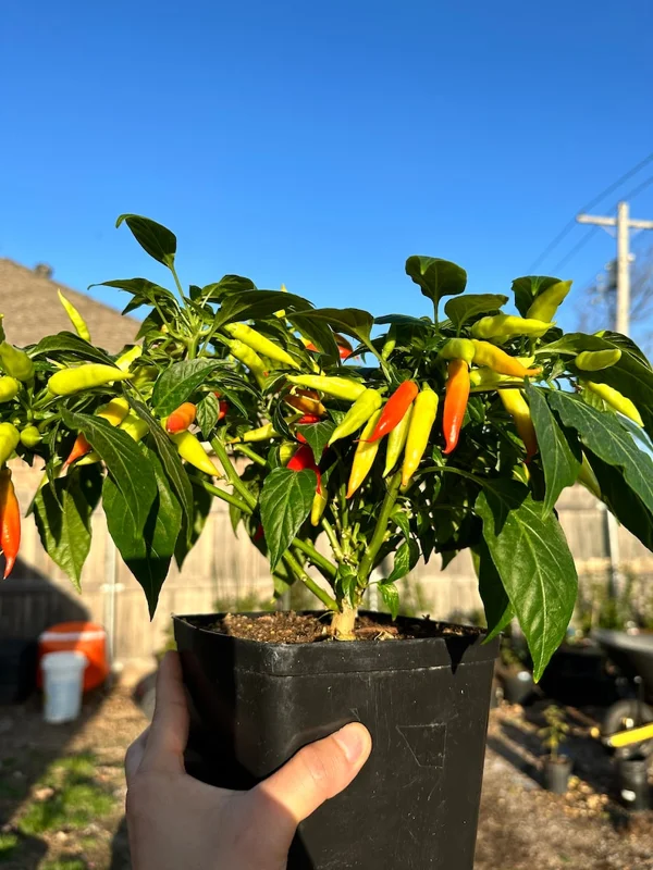 KS Starrling Pepper Seeds - Thai Flavor, Open Pollinated Vegetable Seeds