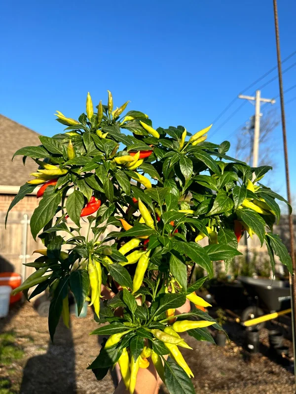 KS Starrling Pepper Seeds - Thai Flavor, Open Pollinated Vegetable Seeds