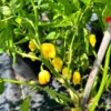 KS Yellow Flame Pepper Seeds - Hot Pepper Seeds for Your Garden