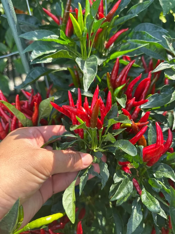 Medusa Thai Pepper Seeds - Hot Pepper Variety - 12+ Seeds