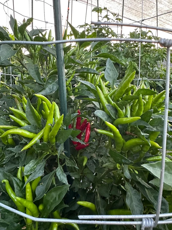 Medusa Thai Pepper Seeds - Hot Pepper Variety - 12+ Seeds