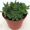 Miniature Tiger Jade Plant - Crassula Succulent - 2.5" Pot - Unique Pattern
