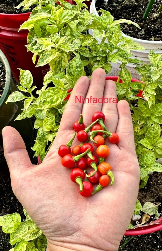 Ninfadora Pepper Seeds - Italian Heirloom Variety
