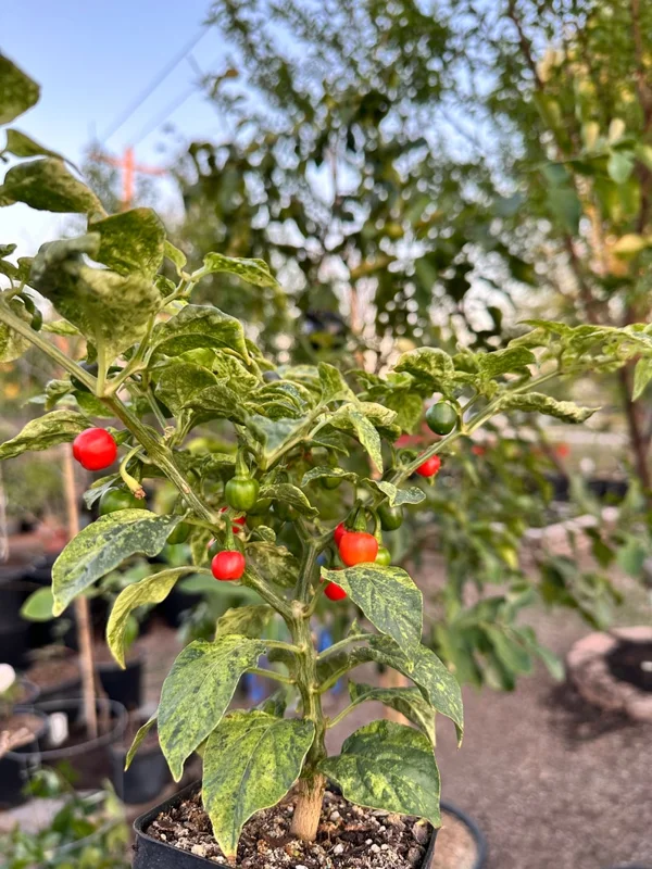 Ninfadora Pepper Seeds - Italian Heirloom Variety