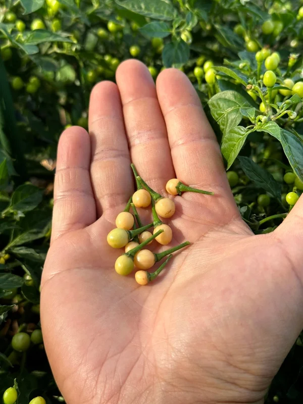 Olho De Peixe Pepper Seeds - Rare Chili Seeds for Home Garden