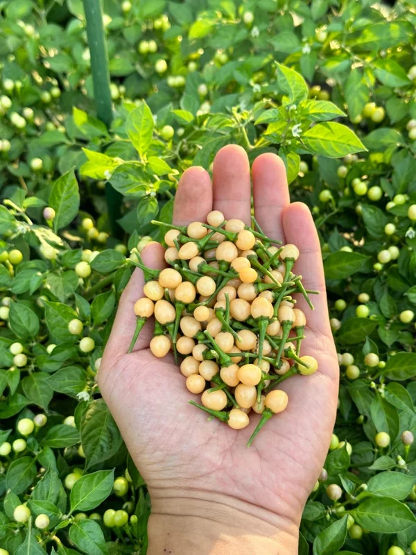 Olho De Peixe Pepper Seeds - Rare Chili Seeds for Home Garden