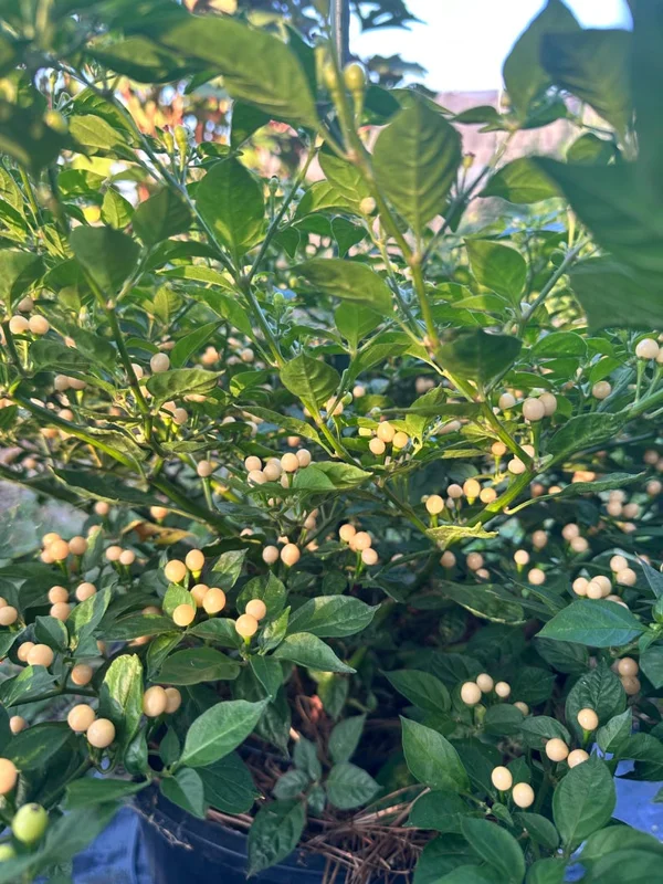 Olho De Peixe Pepper Seeds - Rare Chili Seeds for Home Garden