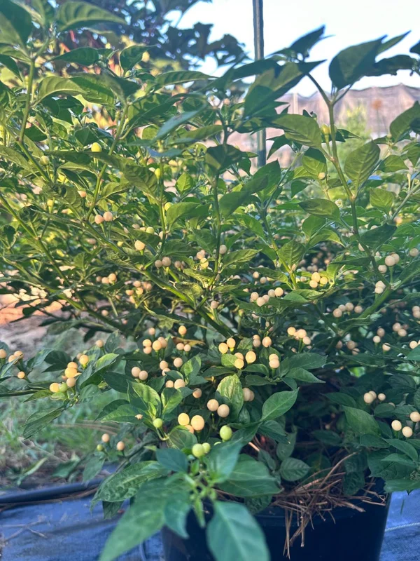 Olho De Peixe Pepper Seeds - Rare Chili Seeds for Home Garden