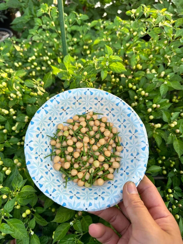 Olho De Peixe Pepper Seeds - Rare Chili Seeds for Home Garden