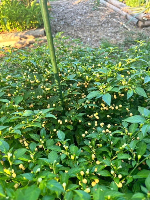 Olho De Peixe Pepper Seeds - Rare Chili Seeds for Home Garden