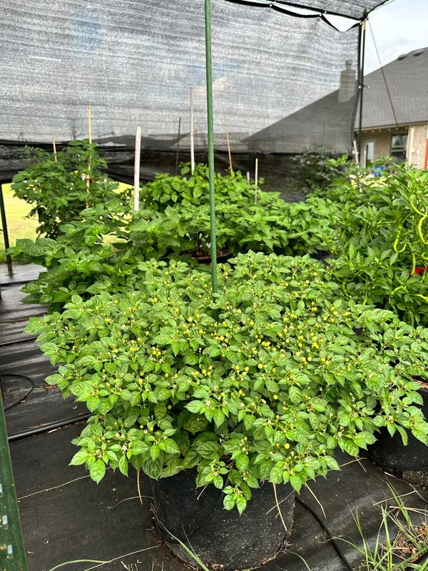 Olho De Peixe Pepper Seeds - Rare Chili Seeds for Home Garden