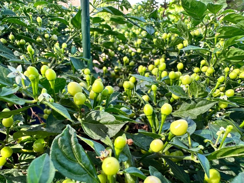 Olho De Peixe Pepper Seeds - Rare Chili Seeds for Home Garden