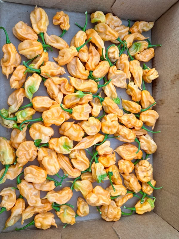 Orange Ripple Pepper Seeds - Heirloom Pepper Seeds