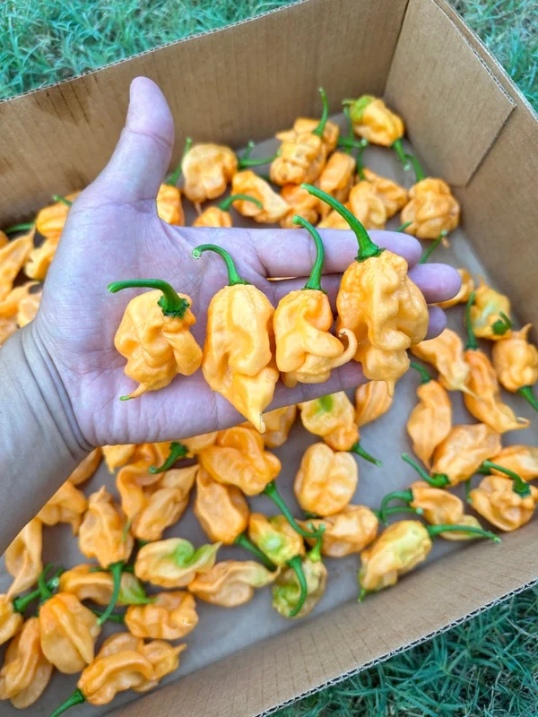 Orange Ripple Pepper Seeds - Heirloom Pepper Seeds