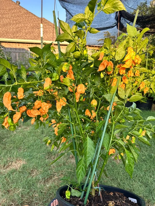 Orange Ripple Pepper Seeds - Heirloom Pepper Seeds