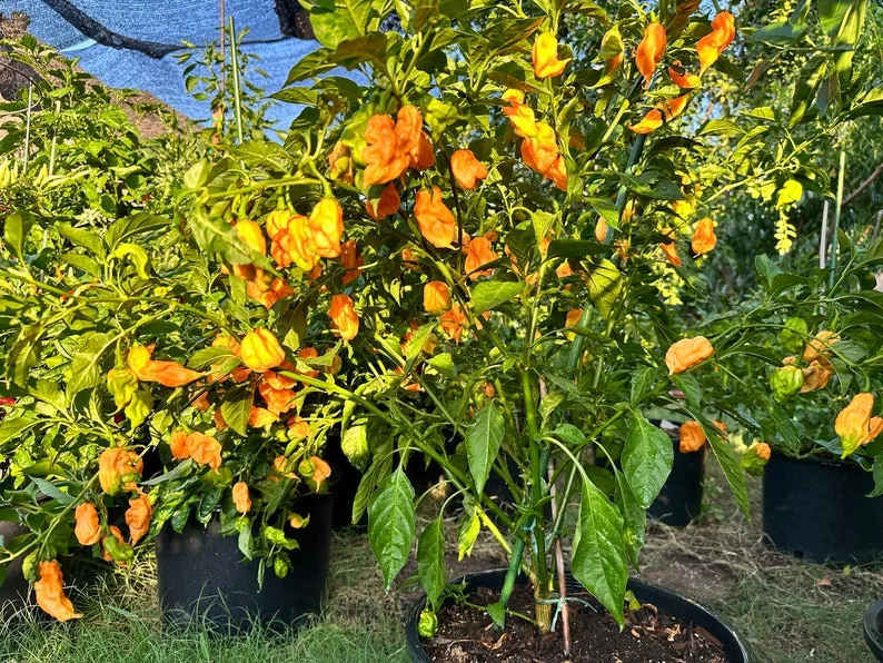Orange Ripple Pepper Seeds - Heirloom Pepper Seeds