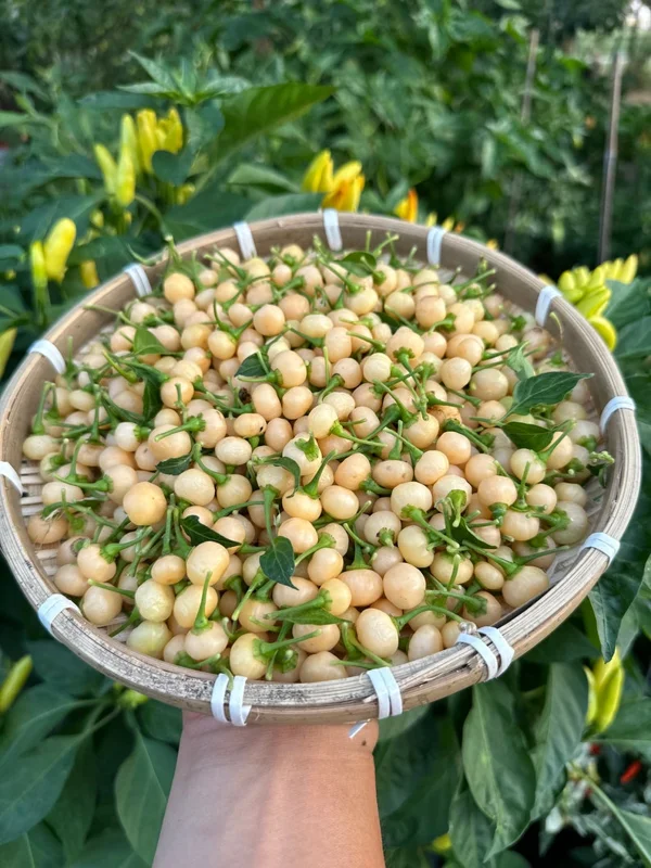 Peach Charapita Pepper Seeds - Heirloom Variety - Garden Seeds