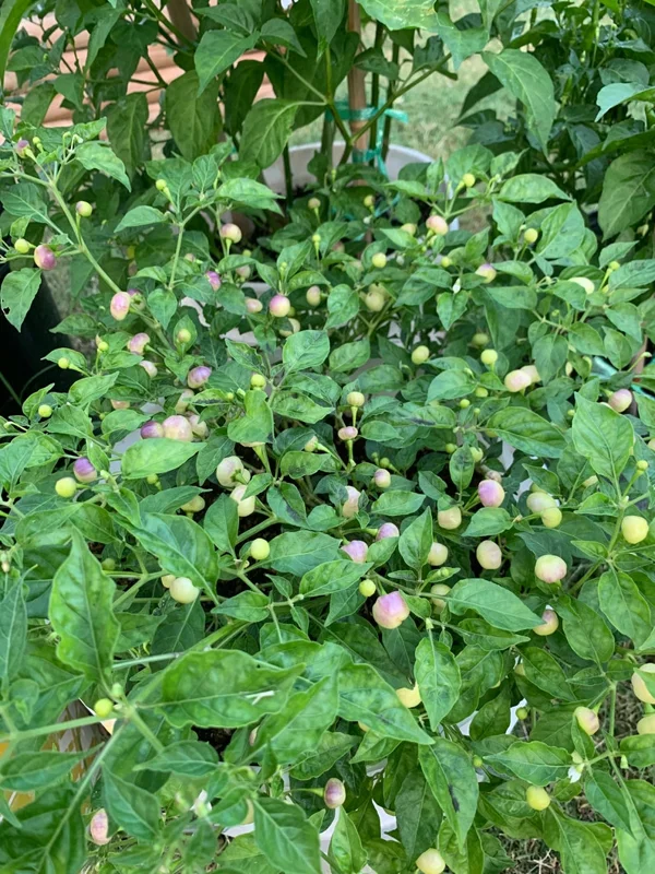 Peach Charapita Pepper Seeds - Heirloom Variety - Garden Seeds