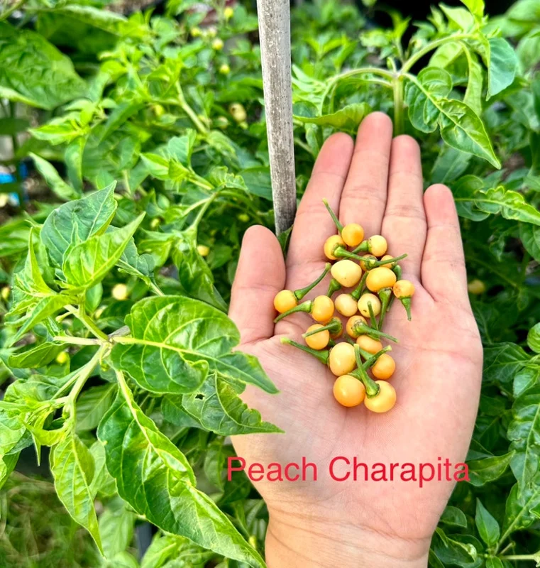 Peach Charapita Pepper Seeds - Heirloom Variety - Garden Seeds