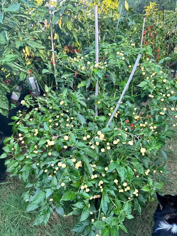 Peach Charapita Pepper Seeds - Heirloom Variety - Garden Seeds