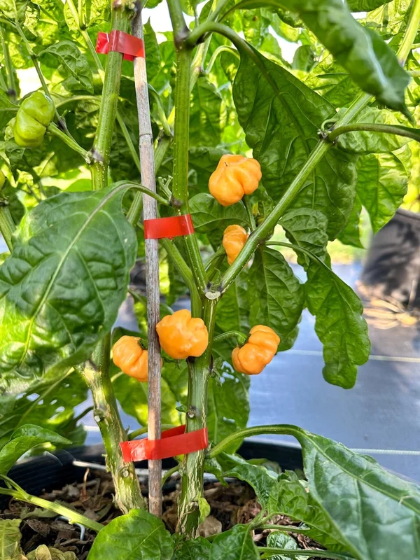 Peach Pumpkin Pepper Seeds - KS Variety - Heirloom Vegetable Seeds