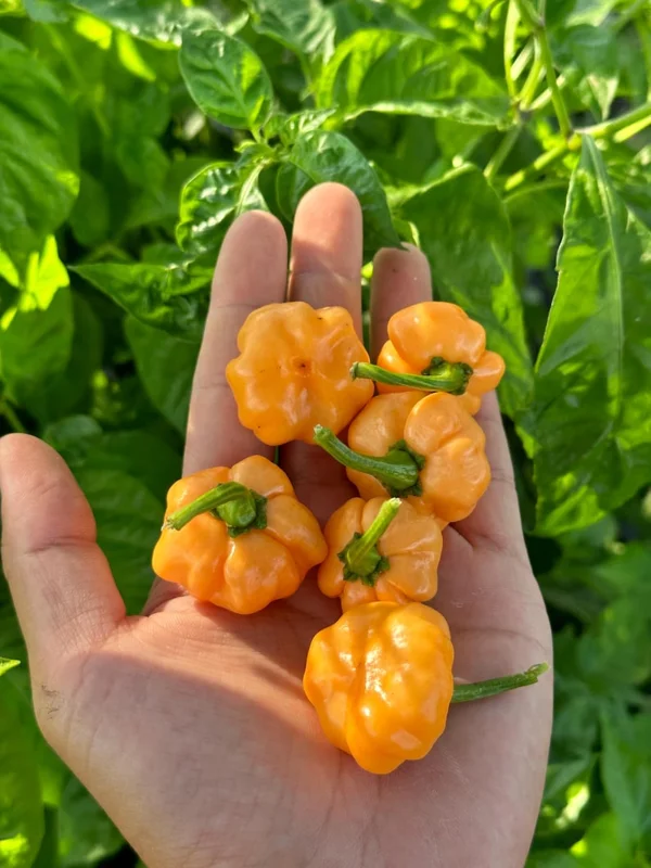 Peach Pumpkin Pepper Seeds - KS Variety - Heirloom Vegetable Seeds