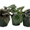 Peperomia Assortment 3 Pack - 4 Inch Potted Houseplant Variety