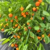 Peppapeach x Brazilian Starfish Pepper Seeds - Heirloom Variety