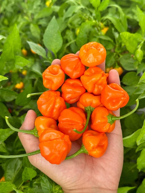Peppapeach x Brazilian Starfish Pepper Seeds - Heirloom Variety