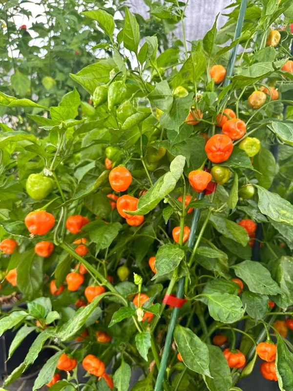Peppapeach x Brazilian Starfish Pepper Seeds - Heirloom Variety