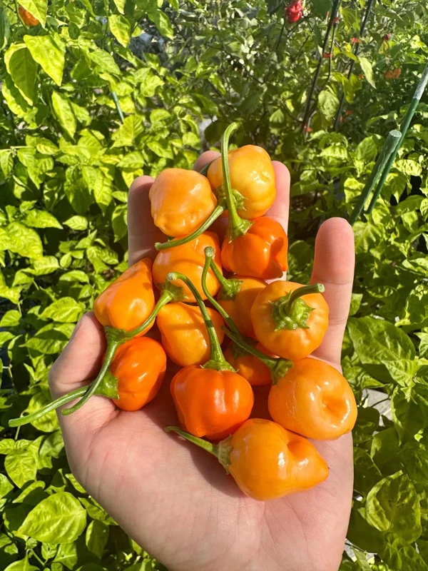 Peppapeach x Brazilian Starfish Pepper Seeds - Heirloom Variety
