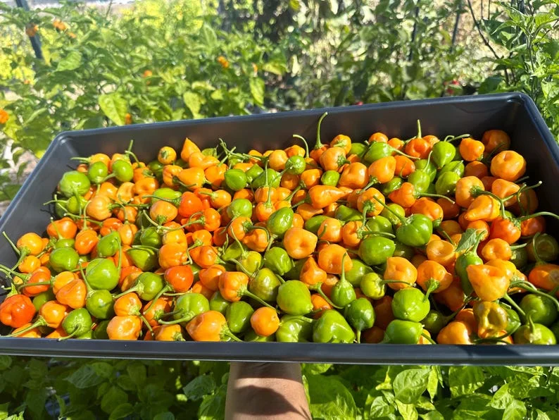 Peppapeach x Brazilian Starfish Pepper Seeds - Heirloom Variety