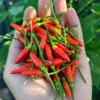 Peri Peri Pepper Seeds - Hot Pepper Variety - Garden Seeds