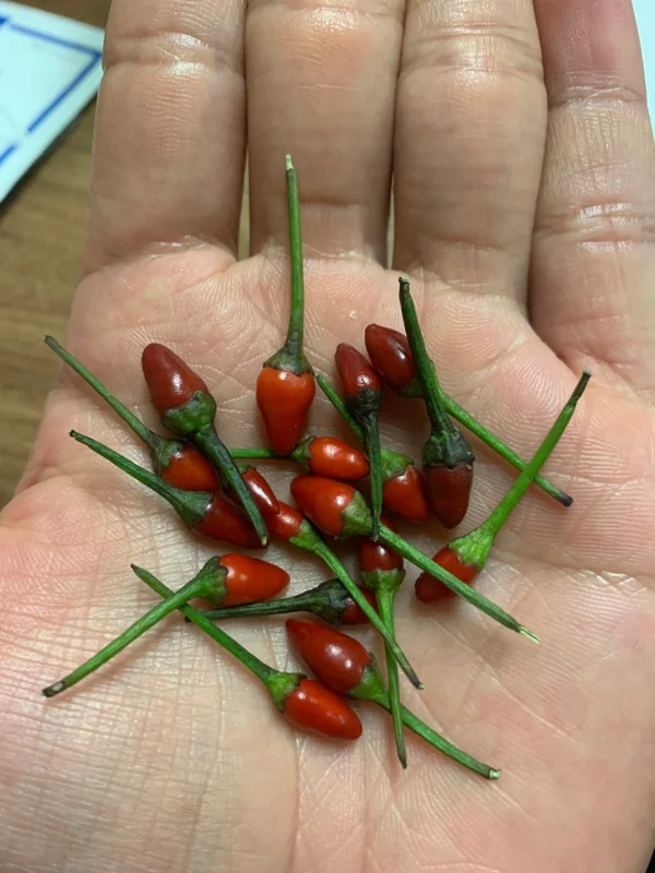 Purple Princess Pepper Seeds - Hot Chilli Plant for Indoor & Outdoor Growing