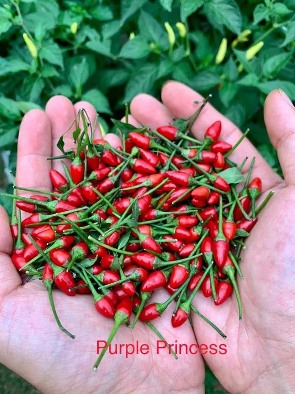 Purple Princess Pepper Seeds - Hot Chilli Plant for Indoor & Outdoor Growing