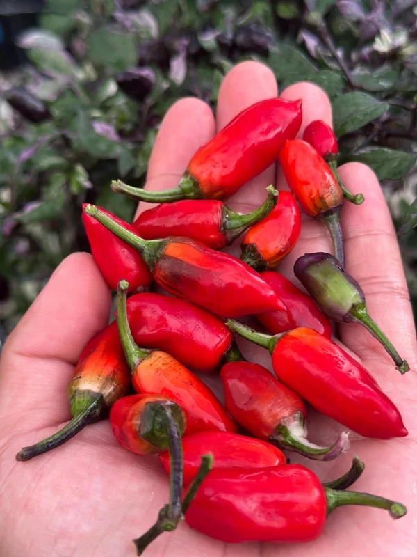 Purple Tiger x Uchu Cream Pepper Seeds - Variegated Jalapeno Heat