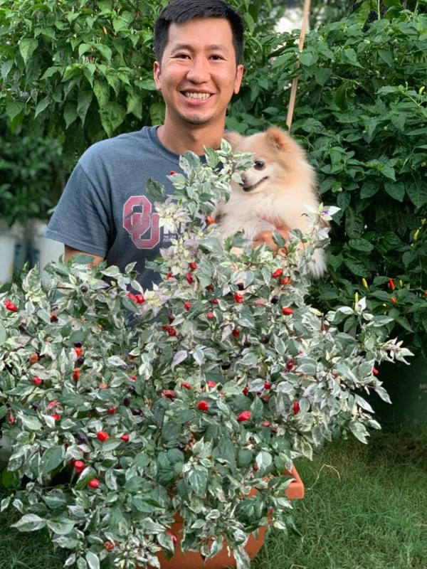 Purple Tiger x Uchu Cream Pepper Seeds - Variegated Jalapeno Heat