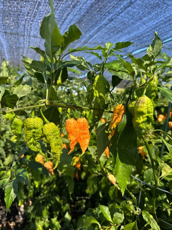 Reaper Of Death Orange Pepper Seeds - Super Hot Variety - Organically Grown