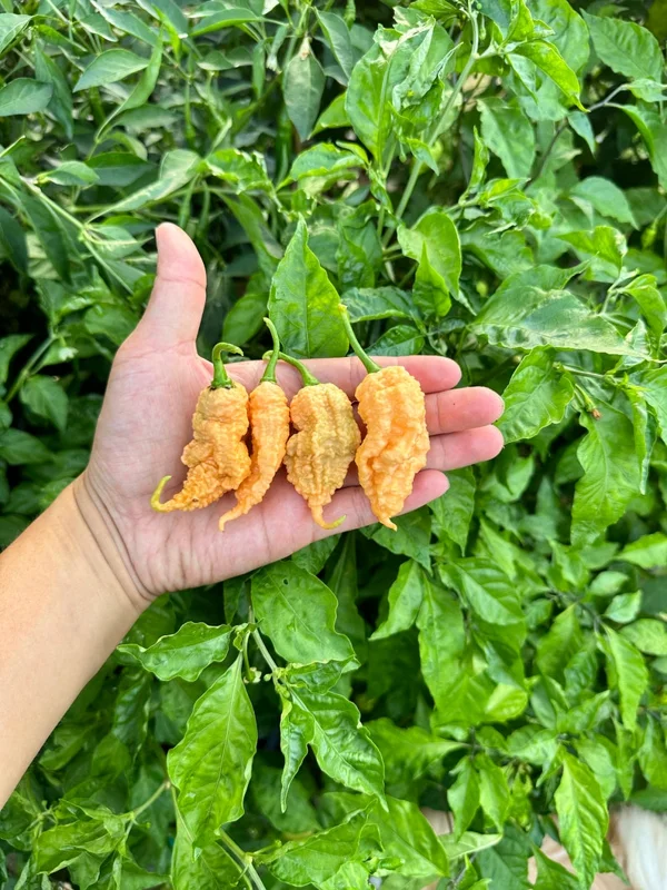 Reaper Of Death Orange Pepper Seeds - Super Hot Variety - Organically Grown